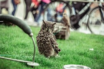 Helios 44M-6 58mm f2, M42 závit