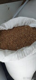 Kukuricu a psenicu predam