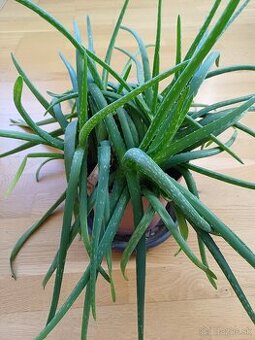 Predám Aloe vera