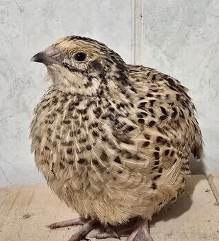 Prepelice, prepeličky