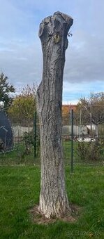 Orechové drevo - 3 ks (kmene)