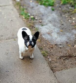 Francúzsky buldoček