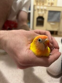 Agapornis Hnedohlavy