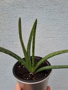 Aloe vera rastlina - 1
