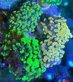 Nová Ponúka Morských korálov