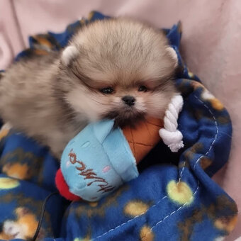Pomeranian mini