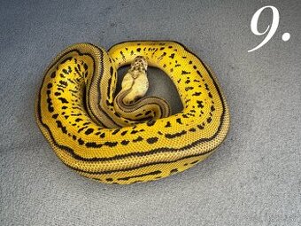 Predam mláďatá Python regius 2024