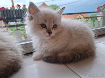 Ragdoll kocurik