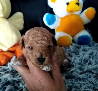 Pudel Pudlik Toy