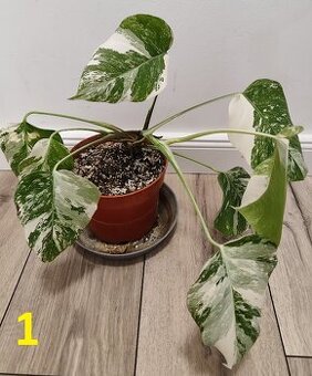 Monstera albo Variegata