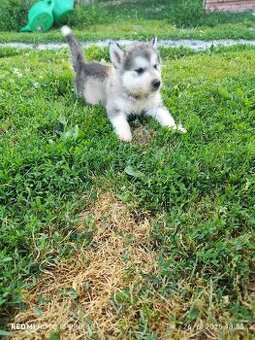 Sibírsky husky šteniatka na predaj