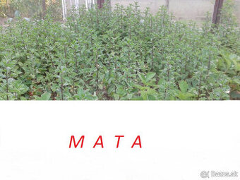 PREDAM MATA