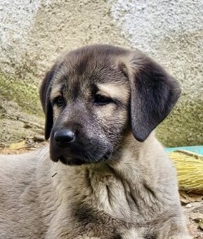 KANGAL - štěňata již K ODBĚRU, iba sučky