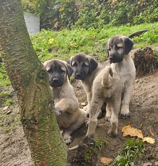 KANGAL - štěňata již K ODBĚRU, iba sučky - 1