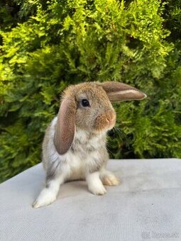 zakrslý králik, zakrslý baranček, králik, zajačik