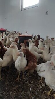 Mladky 17 týždňové