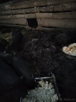 Vietnamské prasiatka