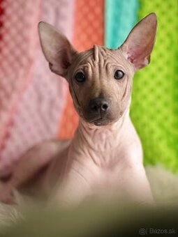 Americký bezsrstý teriér s PP