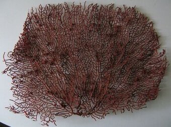 Gorgonie červená- PRODÁNO