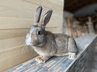 Hyla x liptovský lysko havanovity
