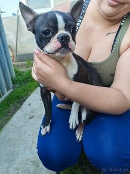 Boston terrier