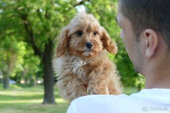 Cavapoo