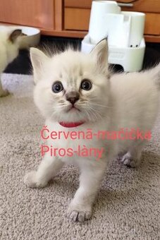 Ragdoll mačiatká bez pp