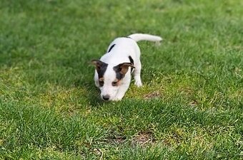 Jack russel terier