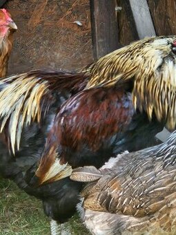 Kmeň araucana 4+1