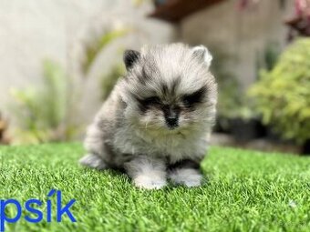 Pomeranian mini