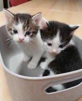 Mačiatko od Mikuláša - mačička rezervovaná