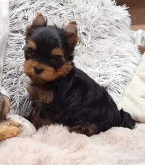 Yorkshire terrier, York šteniatka s PP