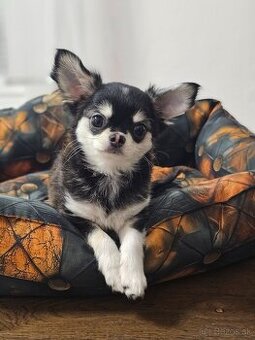 Civava dlhosrstá s PP rodokmen - 1