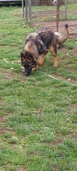 Predám nemeckého ovčiaka - 1