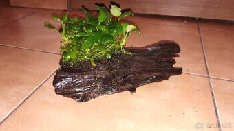 Koreň +anubias