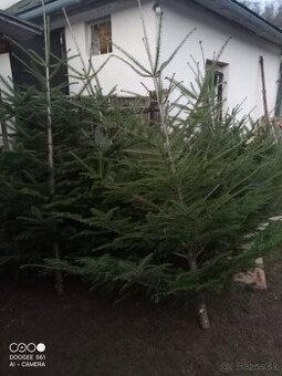 Vianočný stromček - jedlička Pavlovce