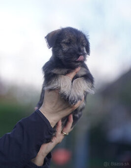 Bradáč malý/Miniature schnauzer - 1