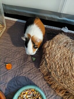 Morčatá aj s príslušenstvom