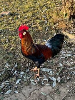 vlaška jarabičia - kohút