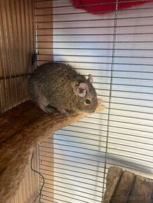 Osmak degu