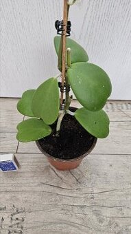 Hoya kerrii - srdiečkovy "kaktus", voskovka, sukulent