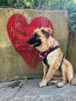 Echo - Kastrovaný mladý psík hľadá dobrý domov