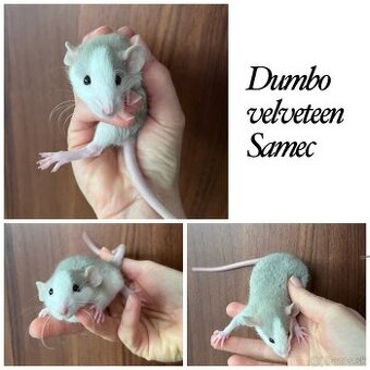 Dumbo potkaniky