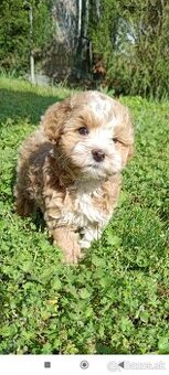 Mini maltipoo