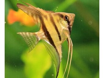 scalare - Pterophyllum
