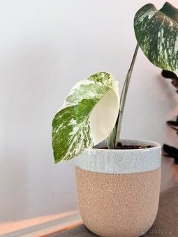 Monstera Albo