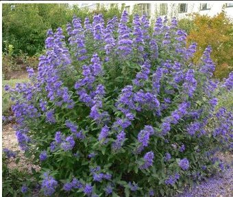 Caryopteris clandonensis BLUE BALLOON -Bradavec klandovsky