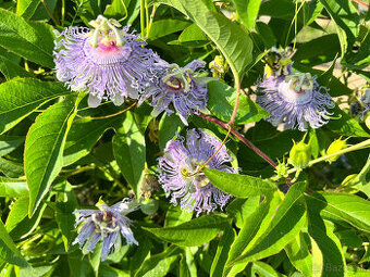 Predam marakuju-pasifloza incarnata