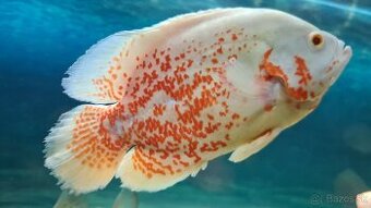 Ocellatus nemo