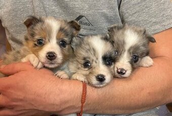 Border kólia - šteniatka